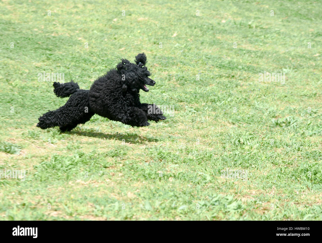 Playful Black Miniature Poodle running on the grass outside Stock Photo