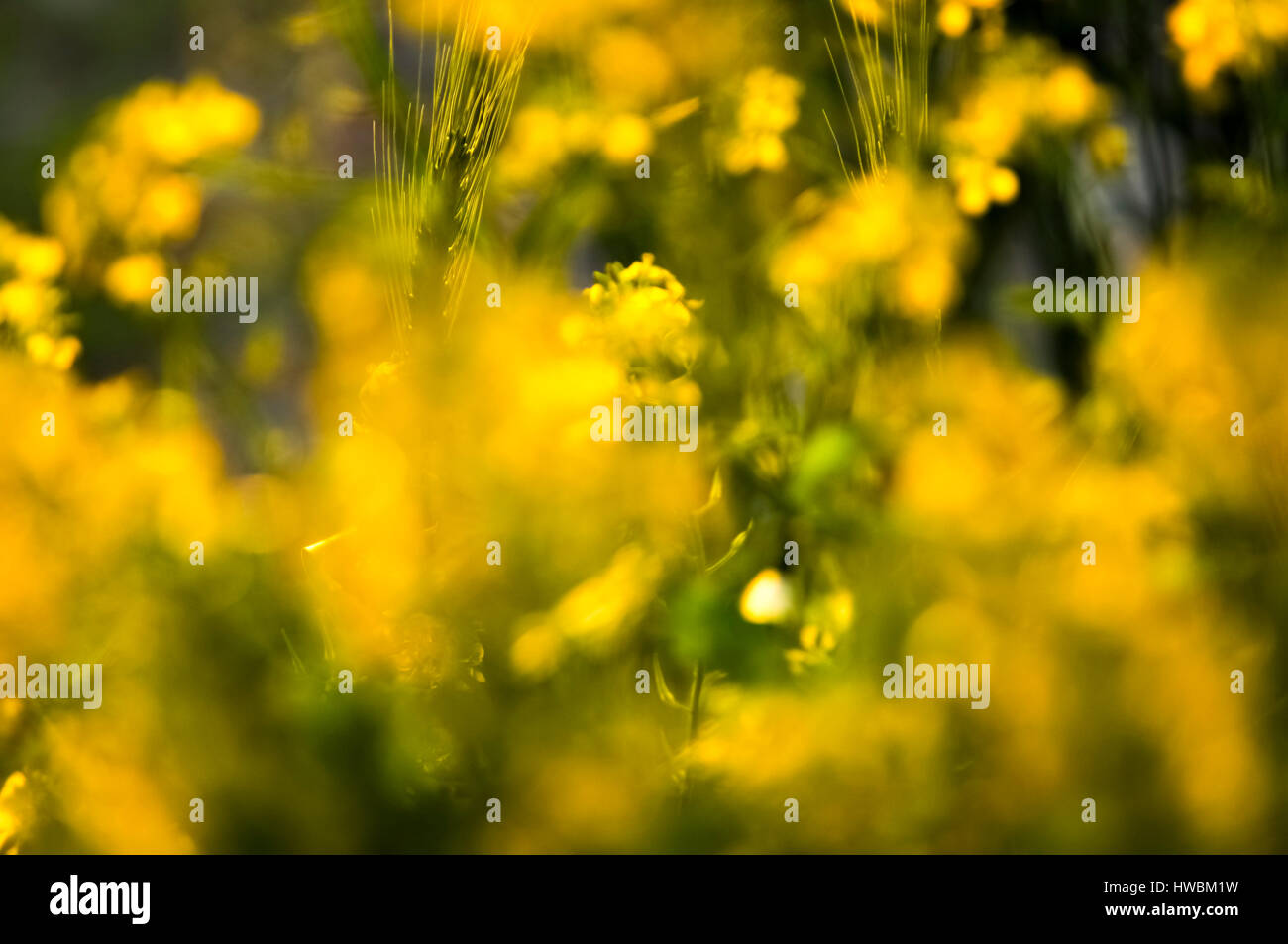 Blurry yellow and green spring flowers Stock Photo