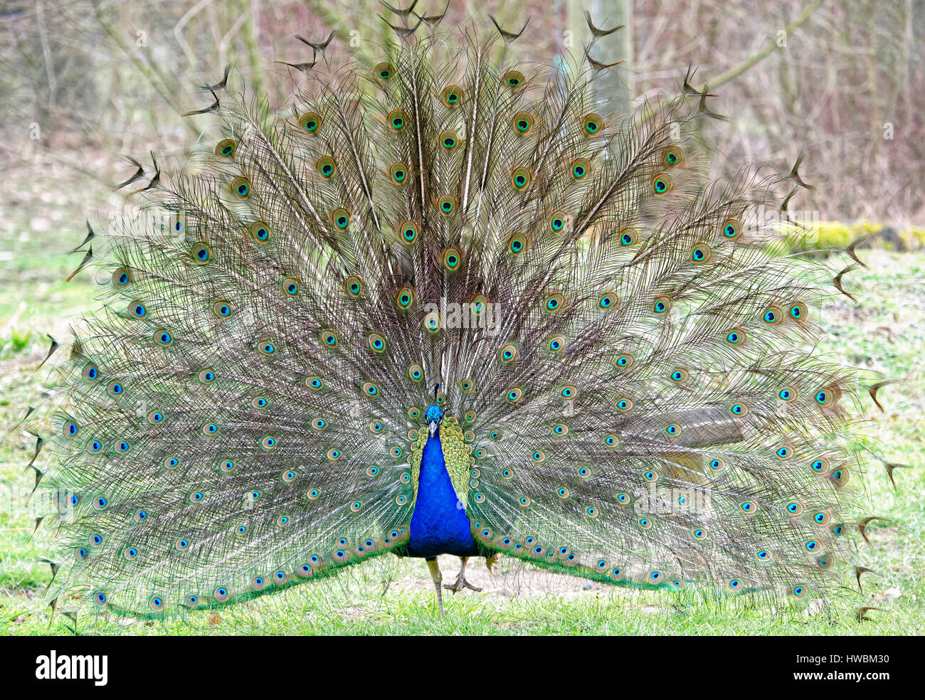 Indian Peafowl,Pavo cristatus. Stock Photo