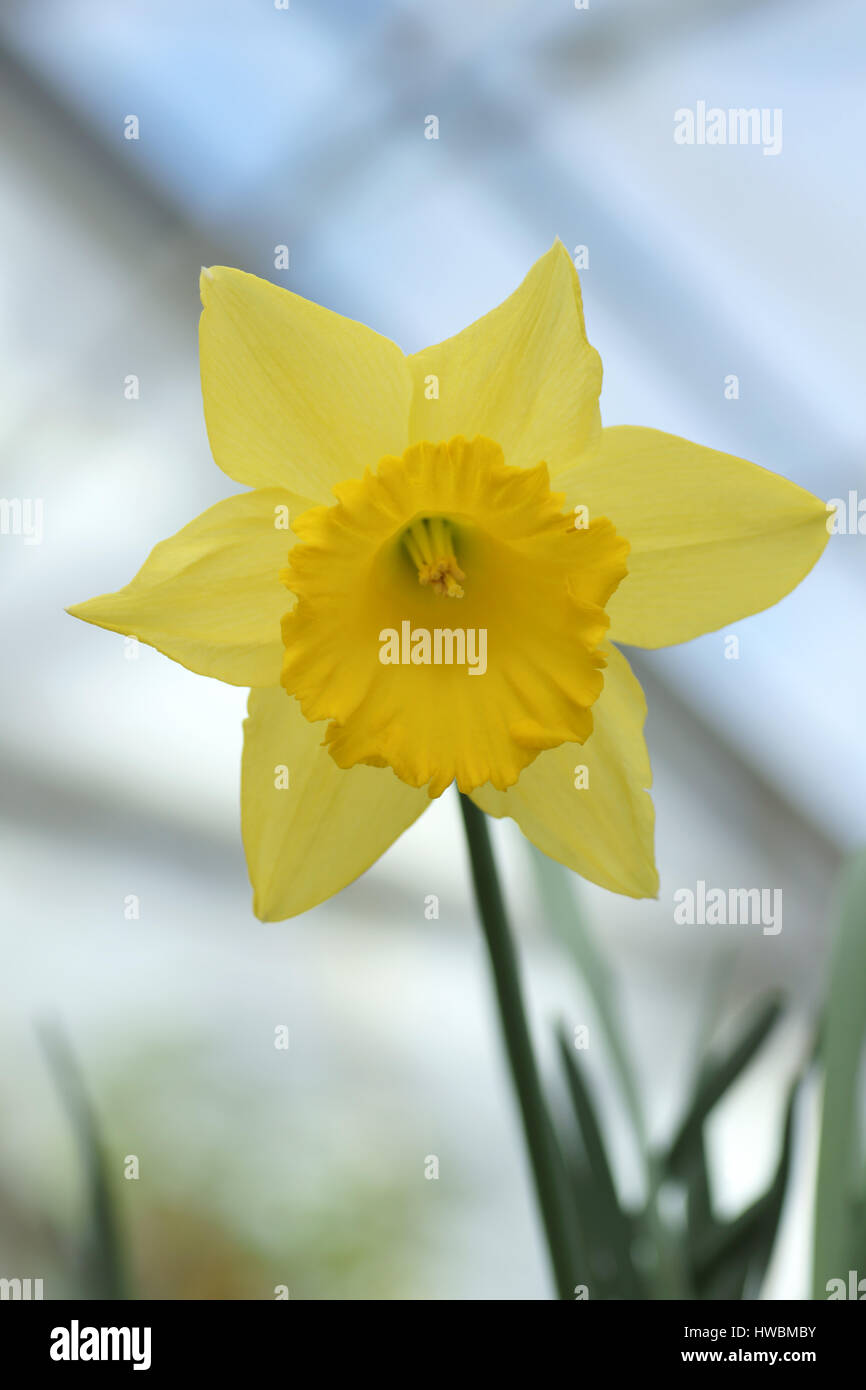 Narcissus 'Malvern City' Stock Photo