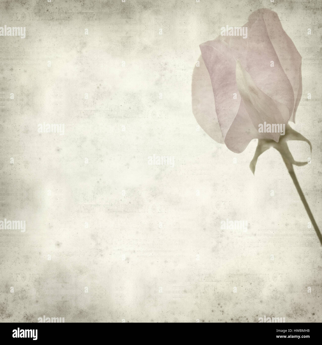 textured old paper background with gentle, pink sweet pea flower Stock Photo