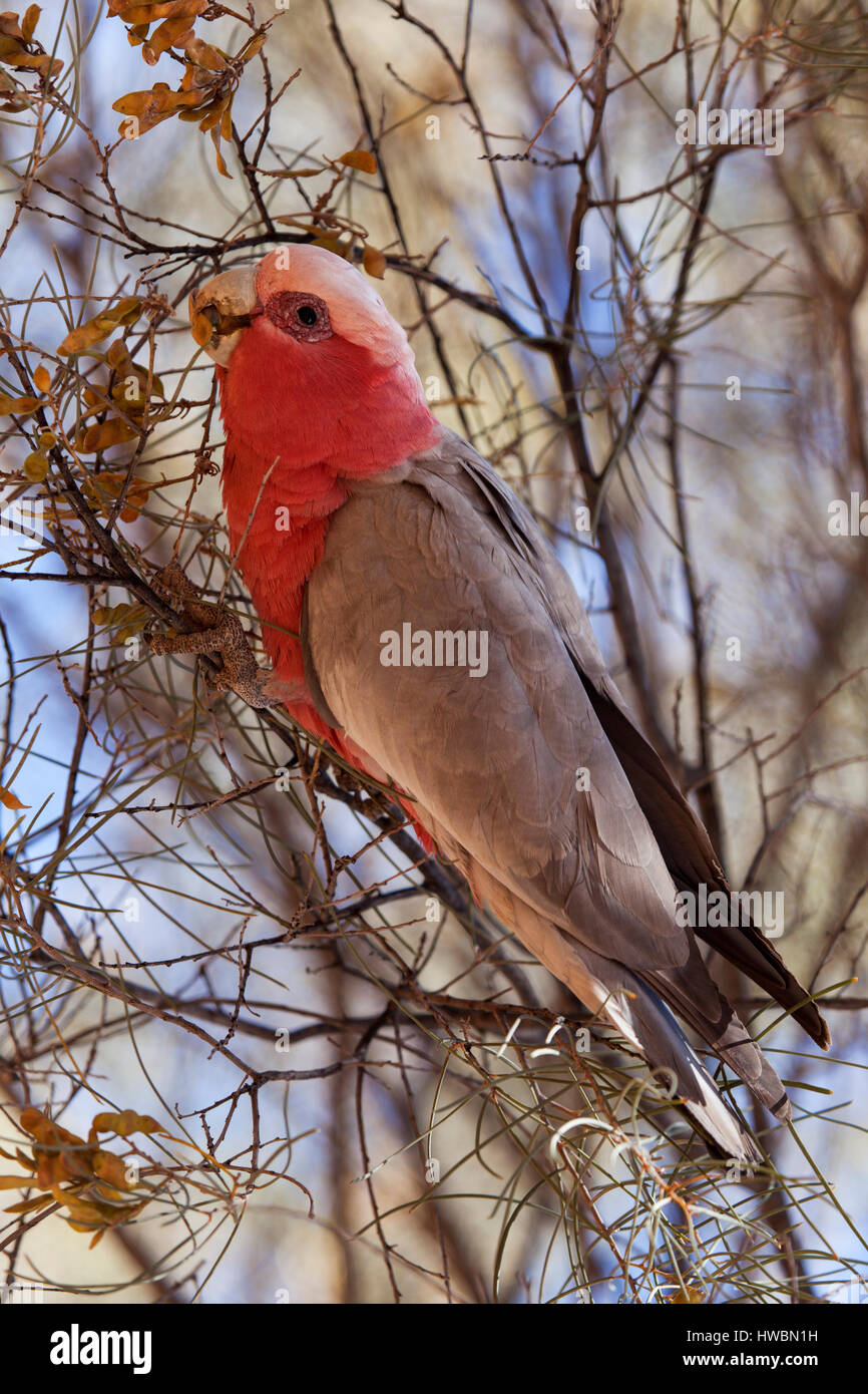 A Rose-Breasted Cockatoo (Eolophus roseicapilla), in Northern Territory,  Australia Stock Photo