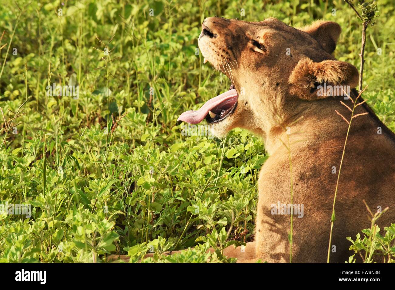 Lion laying in the grasslands Stock Photo