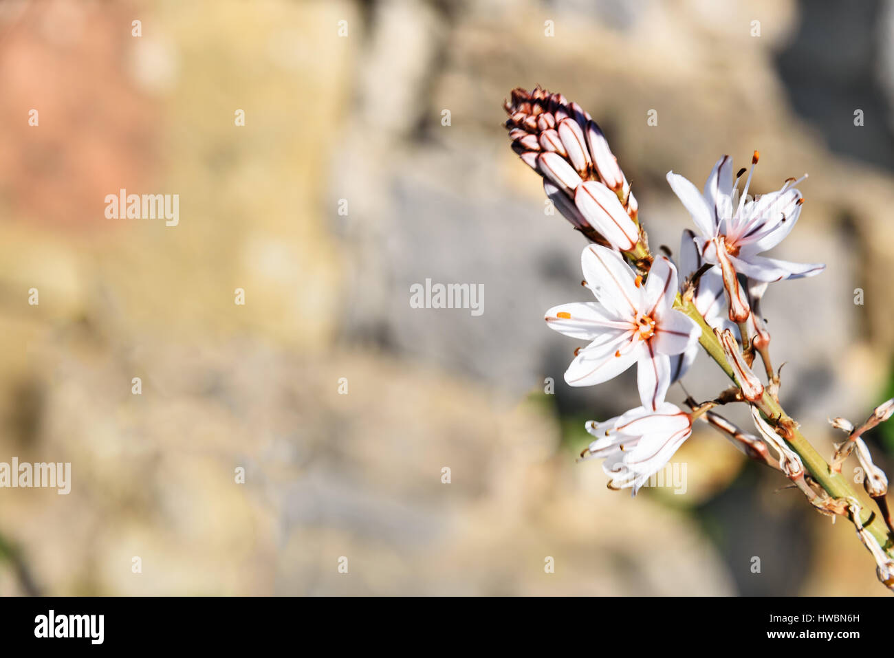 White asphodel flowers. Asphodelus albus. On stone background Stock Photo