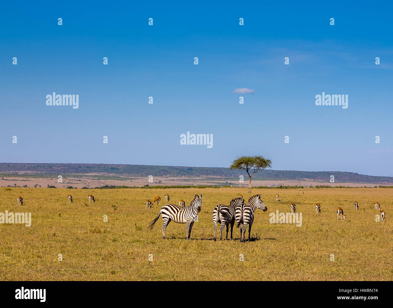 Masai mara wildlife hi-res stock photography and images - Alamy