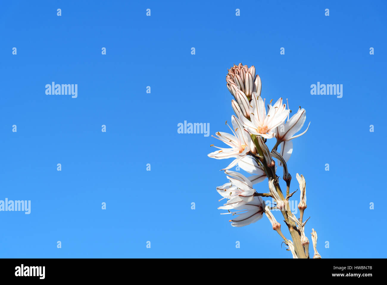 White asphodel flowers. Asphodelus albus. On blue sky background Stock Photo
