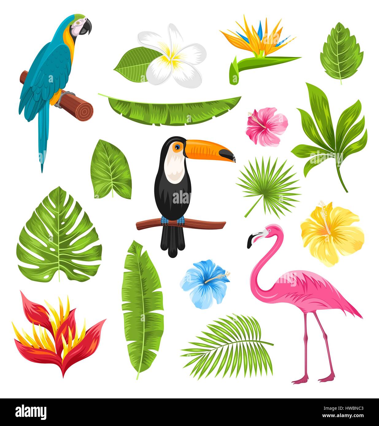 Set Tropical Flowers, Exotic Birds and Plants Stock Vector Image & Art ...