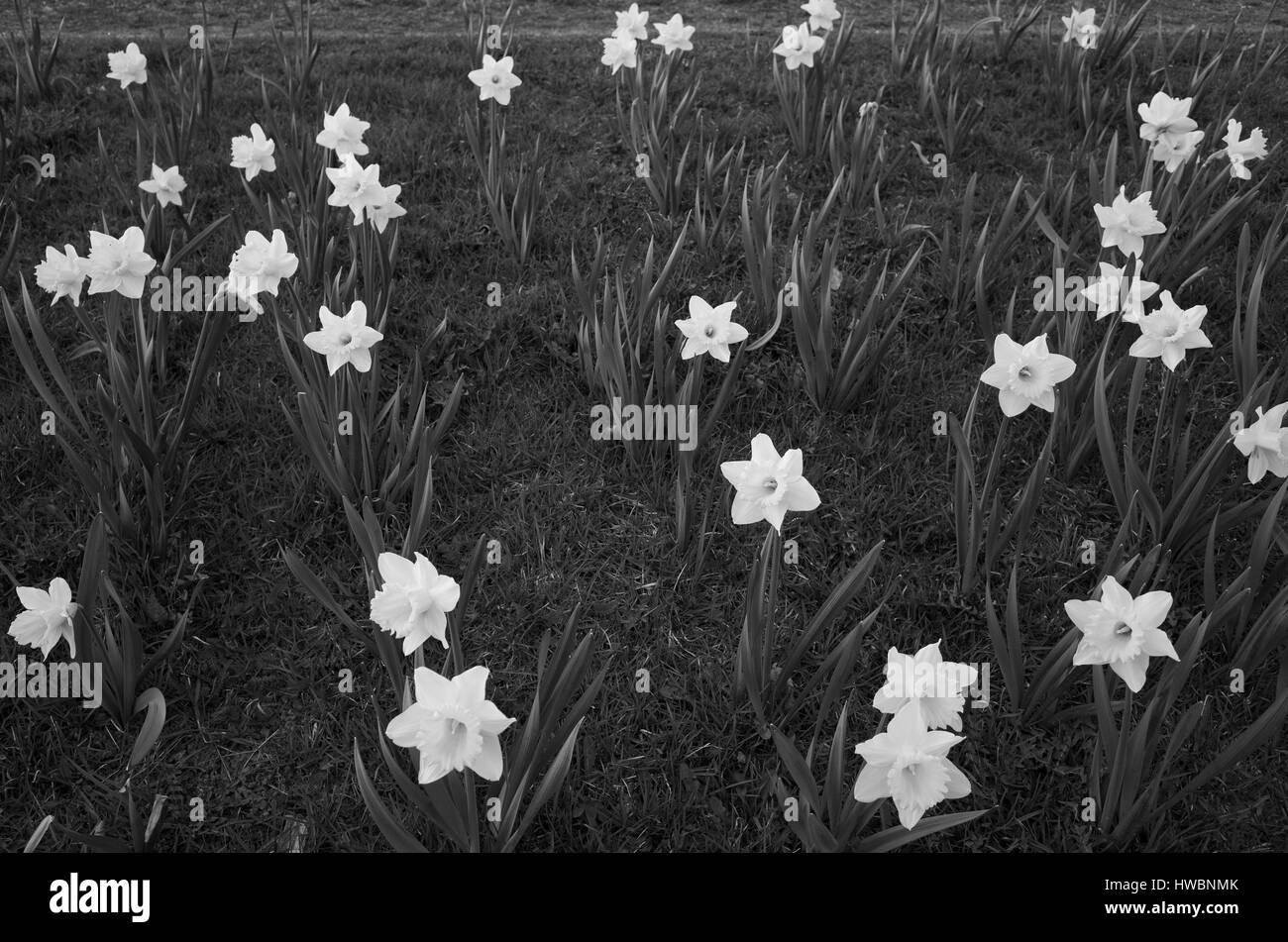 Beautiful daffodil flowers in black and white nice calm poetic photo in monochrome tone lovely soft outdoors light in nature