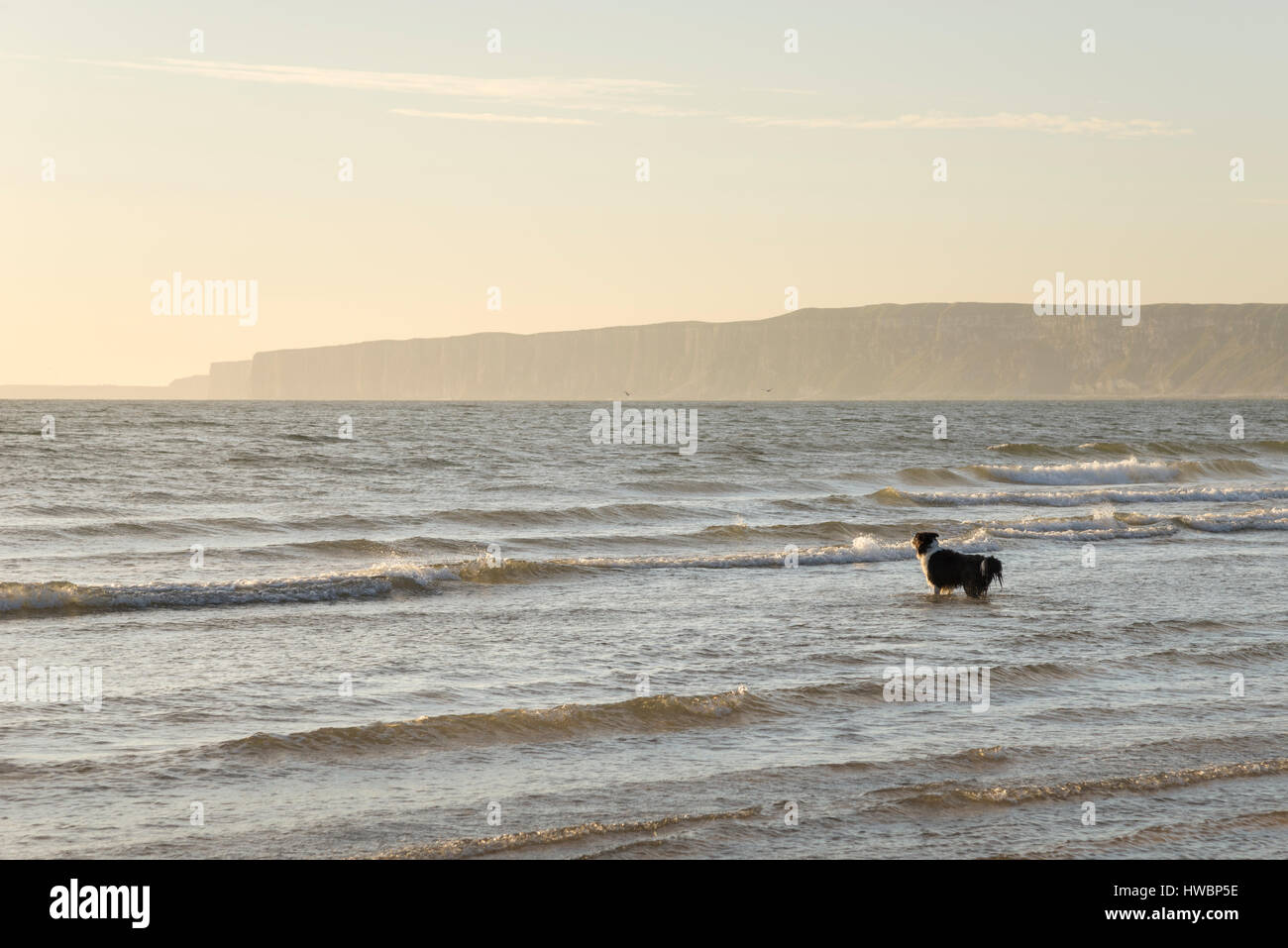 Border Collie dog enjoying a dip in the North sea at Filey Bay on a beautiful morning on the coast of North Yorkshire, England. Stock Photo