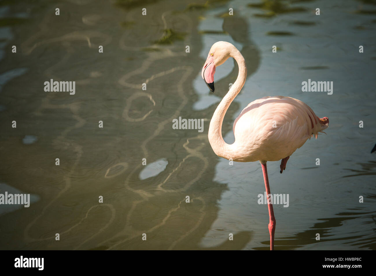 Flamingo (Phoenicopterus) - KL Bird Park, Malaysia - 2016 Stock Photo