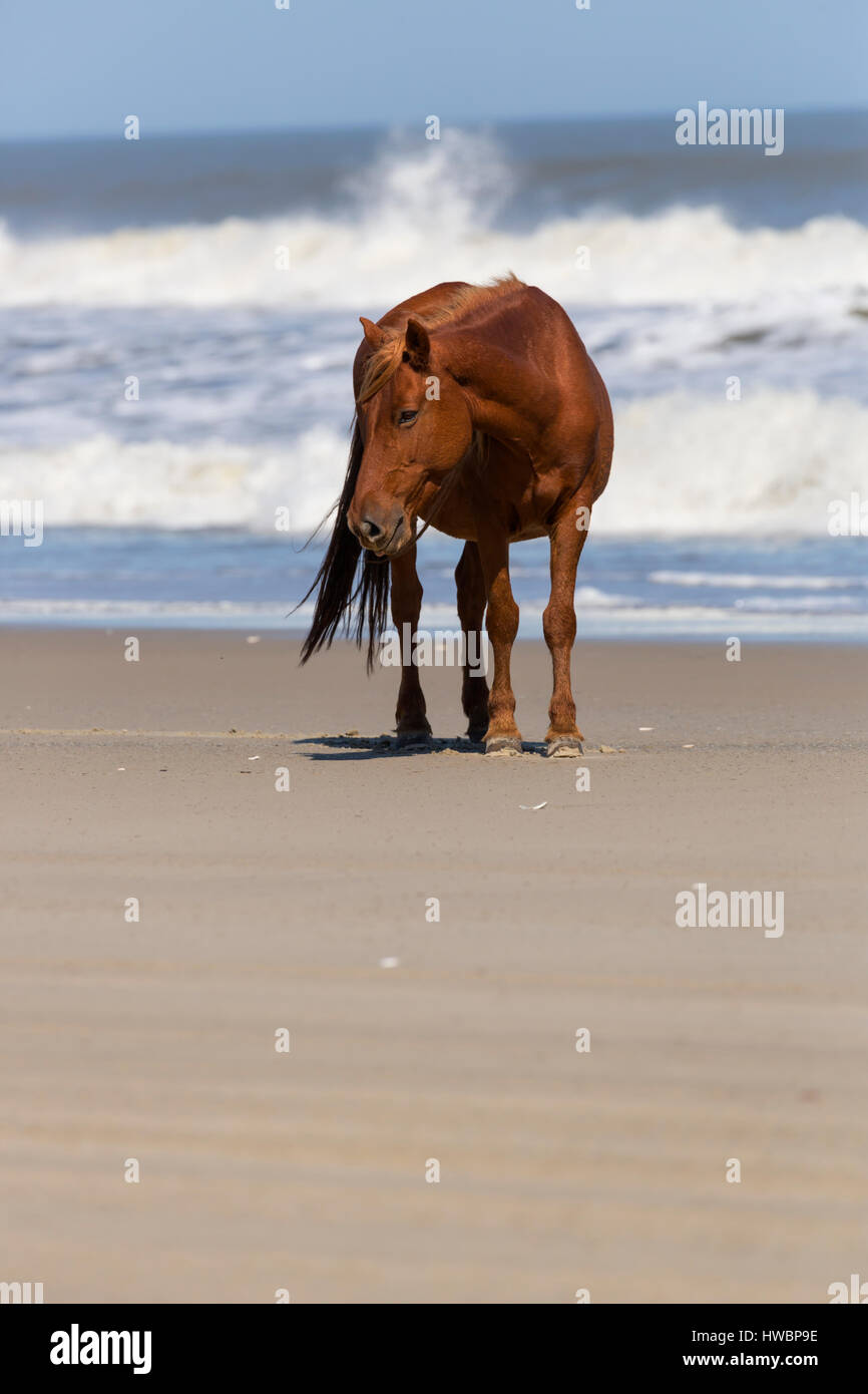 Wild Horse (Equus feral) on the beach in Currituck National Wildlife Reserve, NC, USA Stock Photo