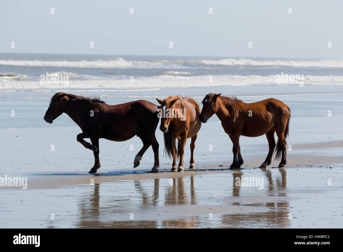 Three Wild Horse (Equus feral) on the beach in Currituck National Wildlife Reserve, NC, USA Stock Photo