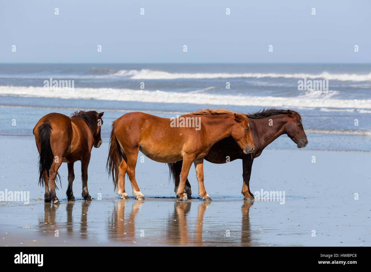 Three Wild Horse (Equus feral) on the beach in Currituck National Wildlife Reserve, NC, USA Stock Photo