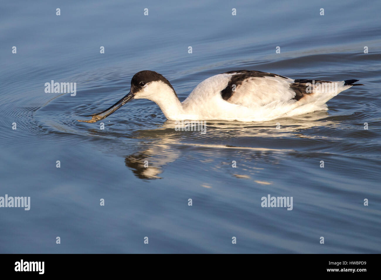 Pied Avoset (Recurvirostra avosetta) looking for food Stock Photo