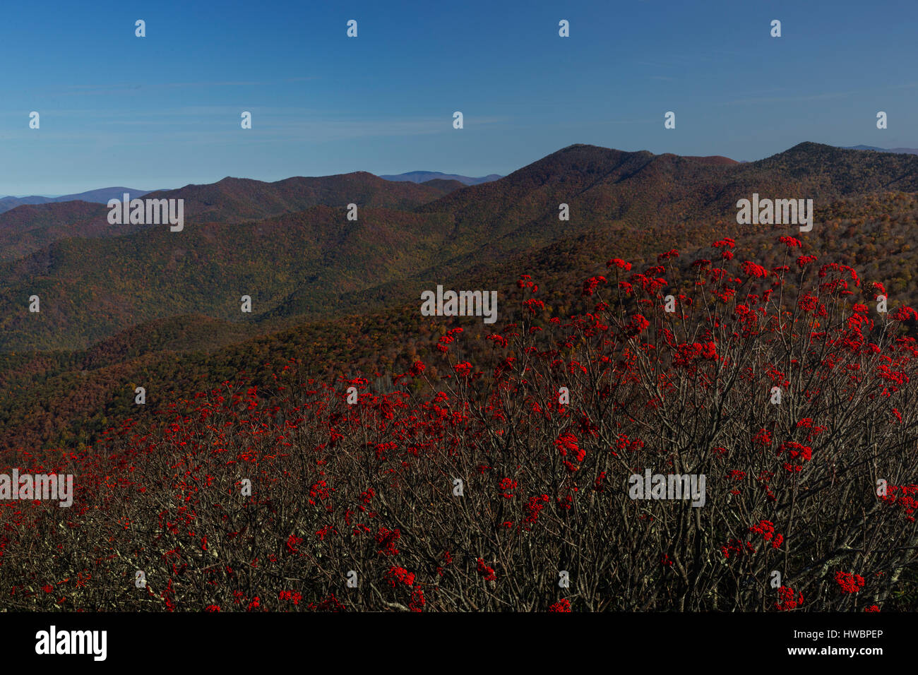 American Mountain-ash (Sorbus americana) along the Blue Ridge Parkway, NC, USA Stock Photo