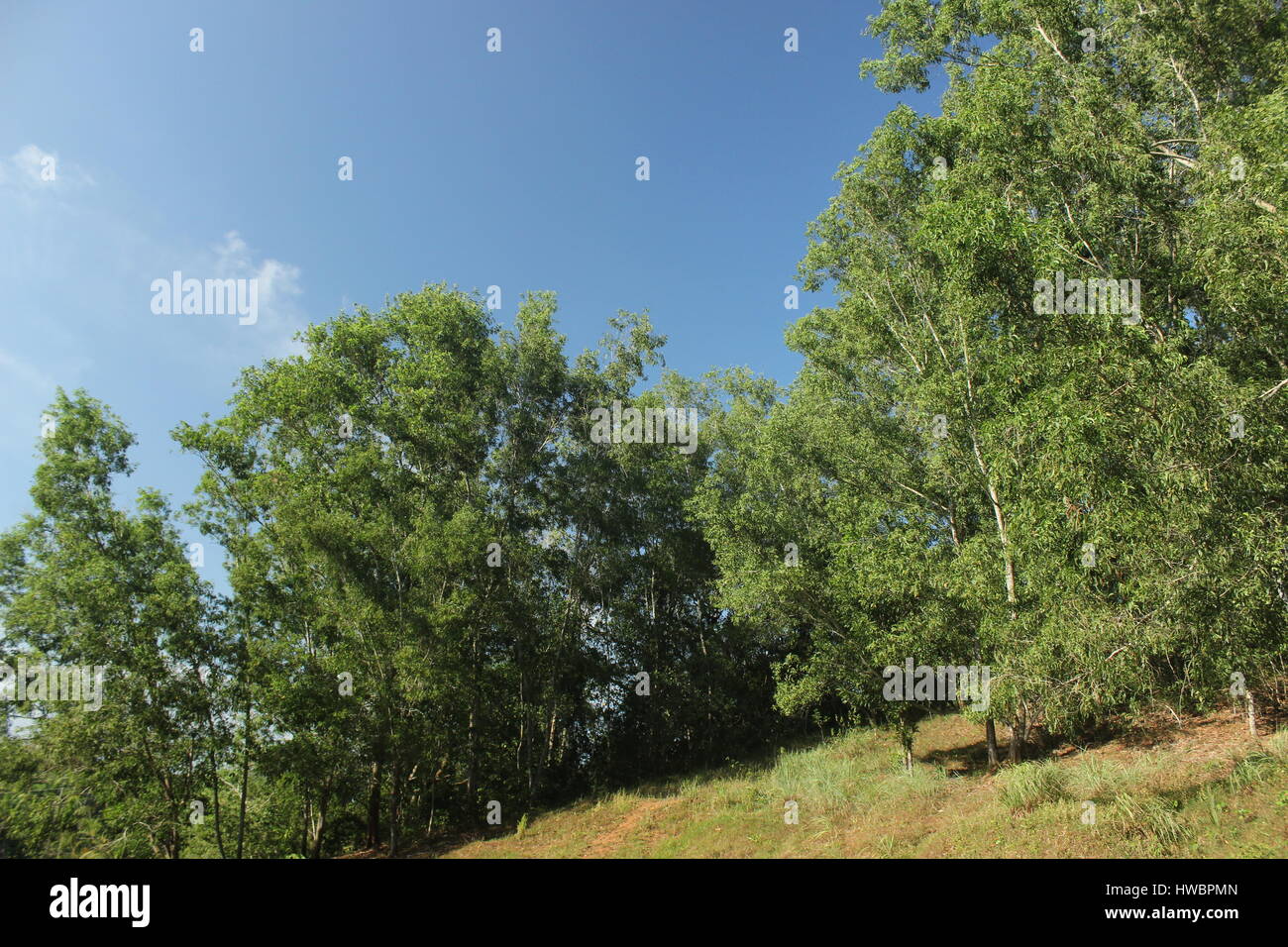 trees fluttering with the wind Stock Photo