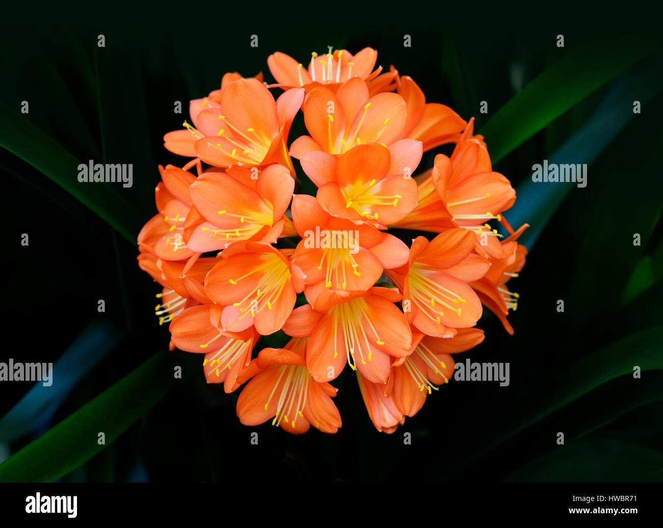 Plants and flowers: orange Clivia Miniata, bush lily close-up shot, shallow DOF, natural abstract background Stock Photo