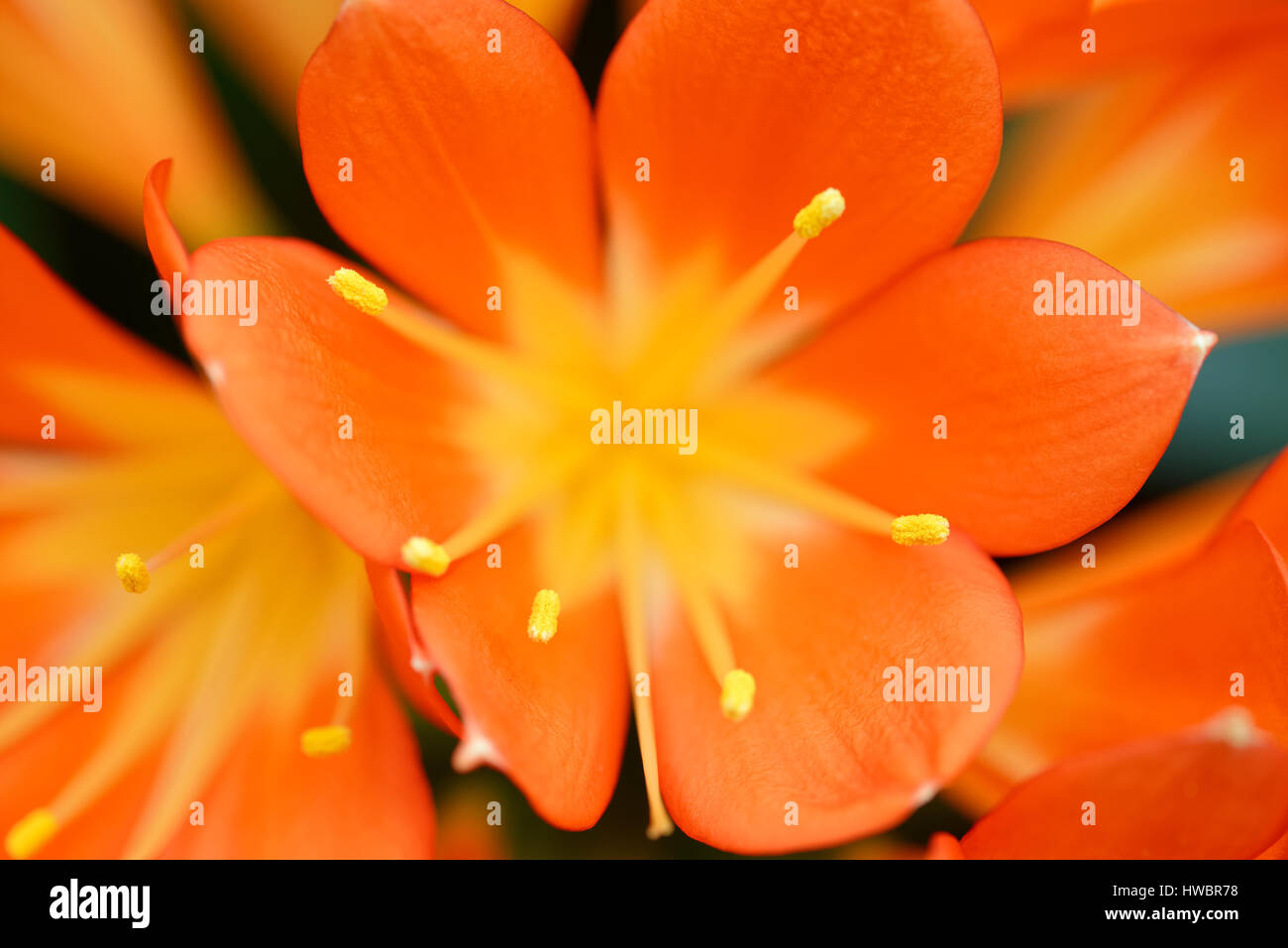 Plants and flowers: orange Clivia Miniata, bush lily close-up shot, shallow DOF, natural abstract background Stock Photo