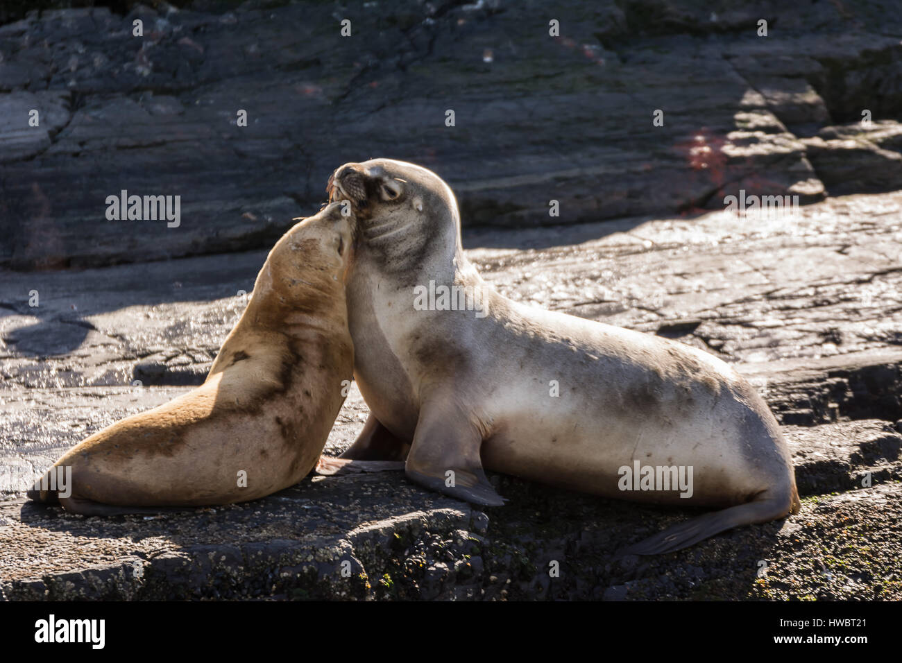Sea lions cuddles on island in  Beagle channel (Argentina) Stock Photo