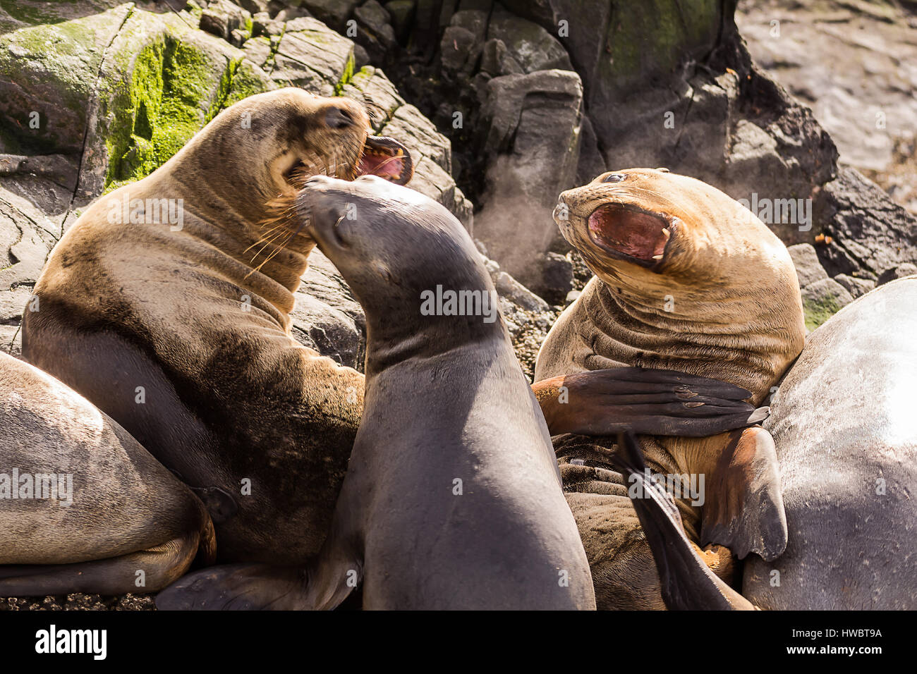 Sea lions roaring in  beagle channel near Ushuaia (Argentina) Stock Photo