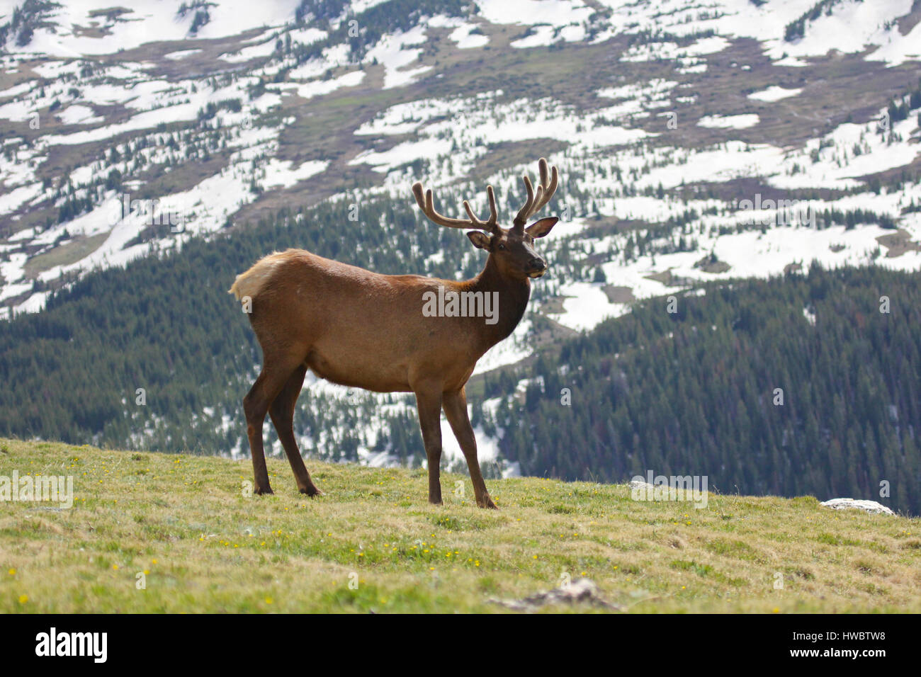 Bull elk walking above tree line in alpine meadow with snow capped ...