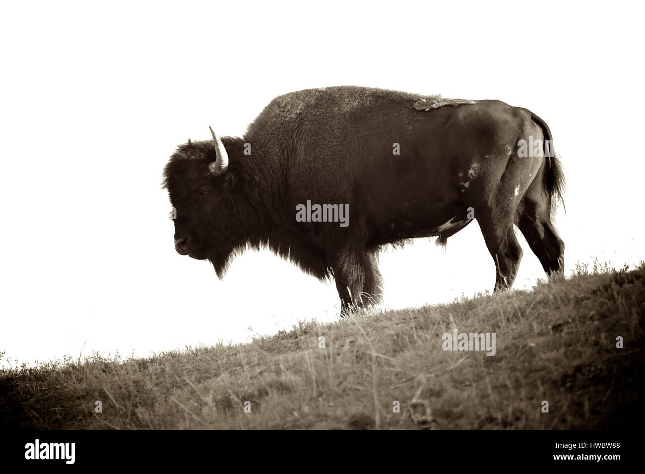 Wild Bull Bison sepia color Yellowstone National Park Stock Photo