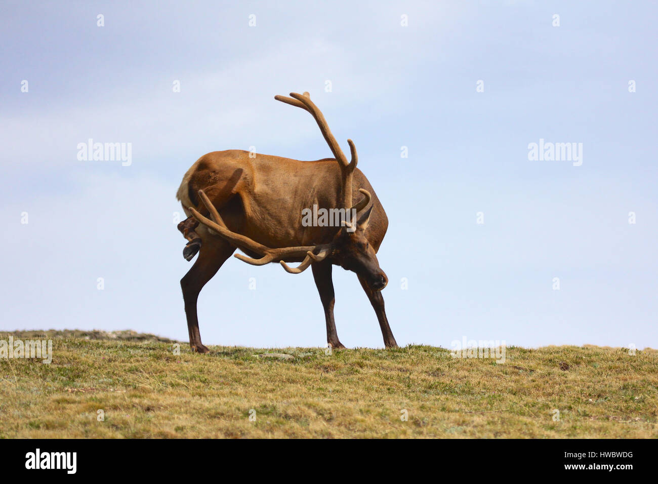 Bull elk with velvet antlers walking across tundra in Rocky Mountain