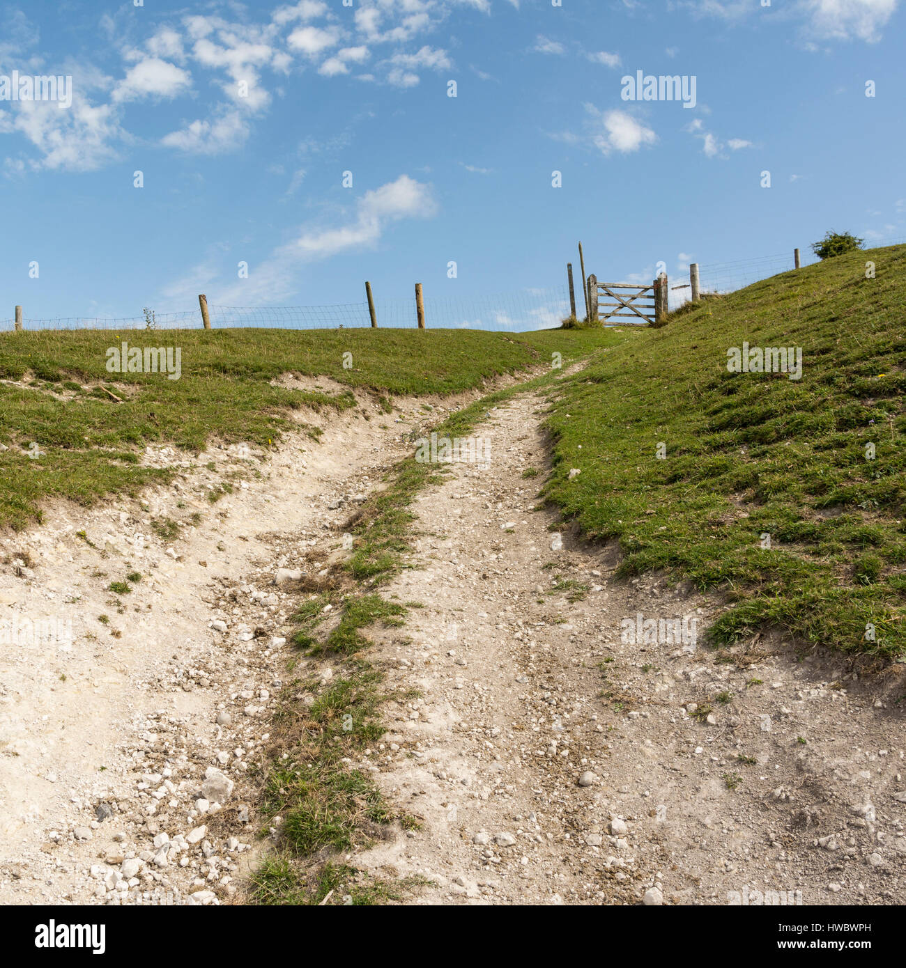 One of many chalk  footpaths leading up to Chanctonbury Ring in the South Downs National Park, West Sussex, England, UK. Stock Photo