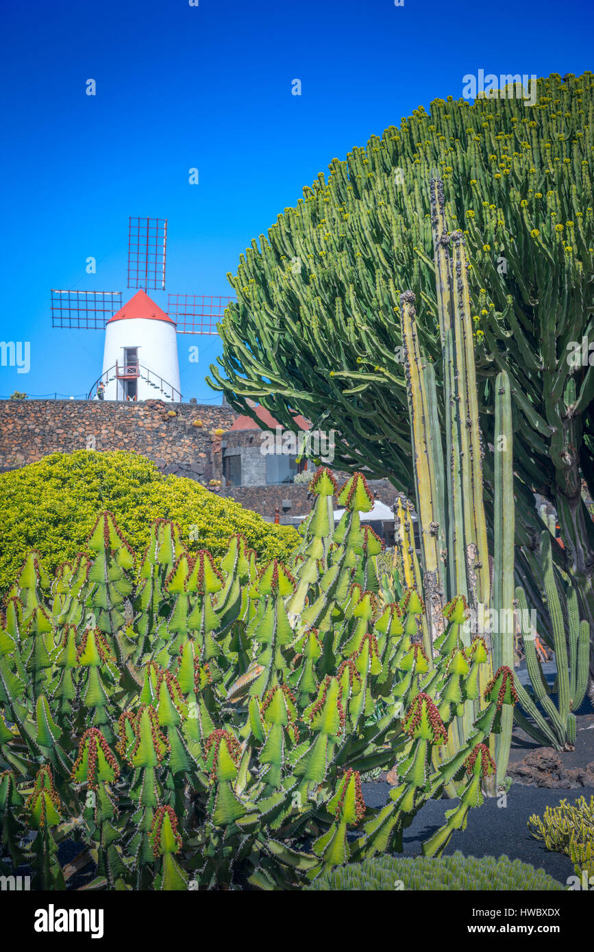 A Windmill makes a recognizable landmark for the Garden of Cactus, on the island of Lanzarote, Canary Islands Stock Photo