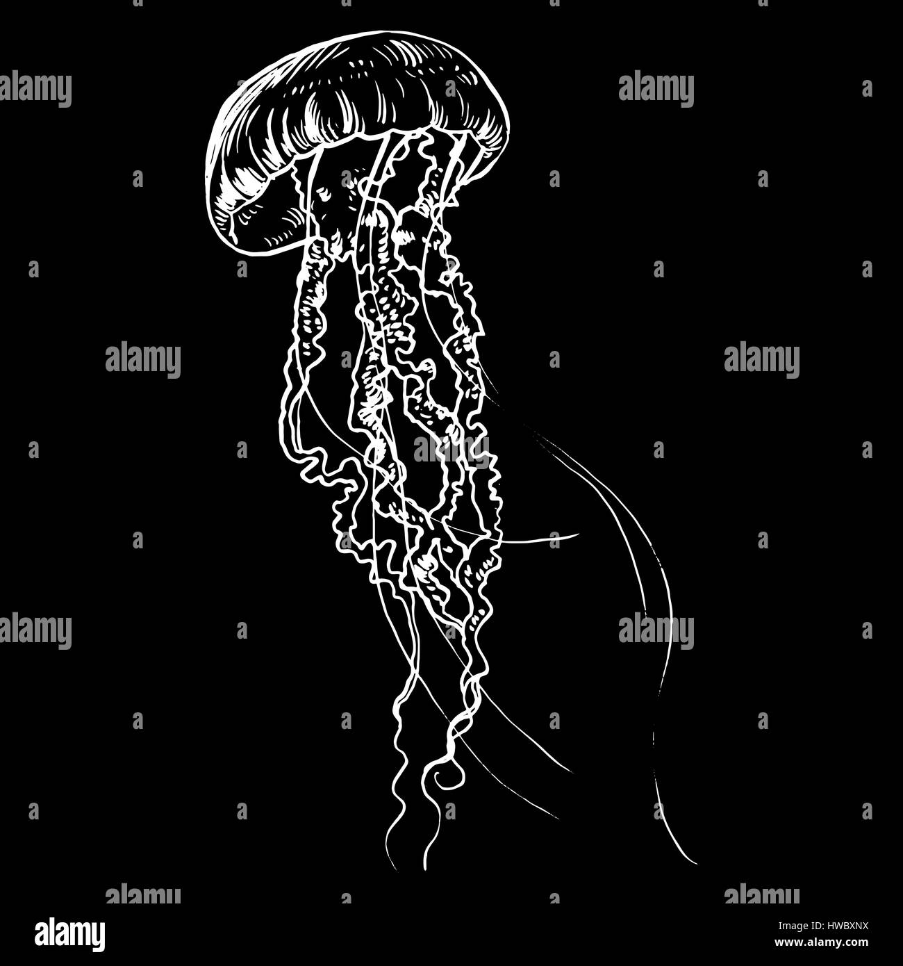 Jellyfish Isolated Black And White Stock Photos Images Alamy