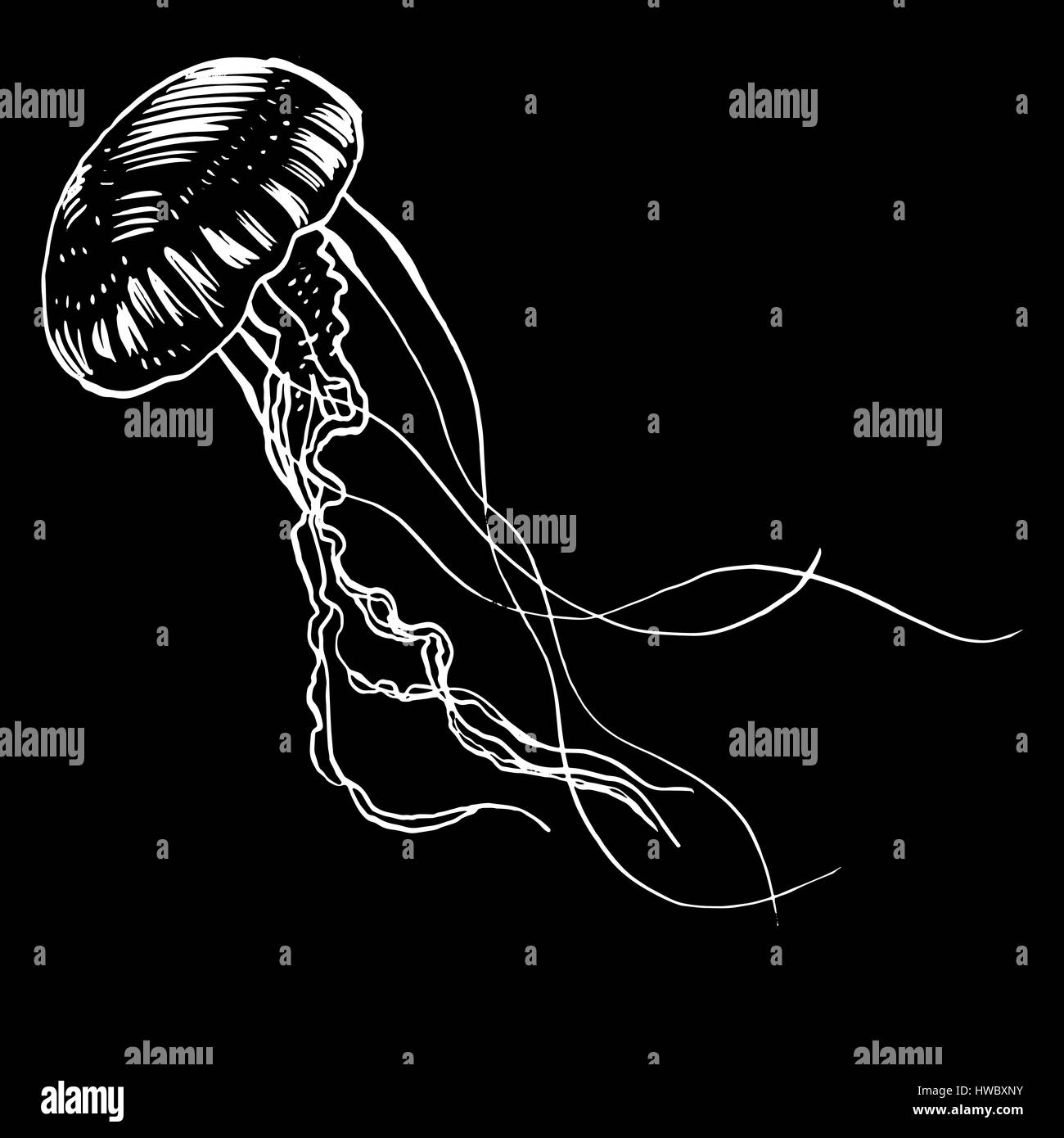 Jelly Fish Black And White Stock Photos Images Alamy
