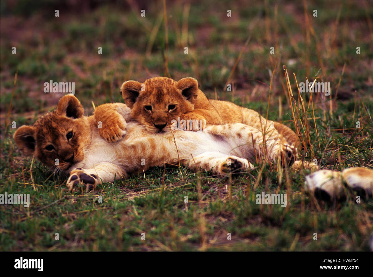 Lion (Panthera leo) cubs having fun, Masai Mara Game Reserve, Kenya ...