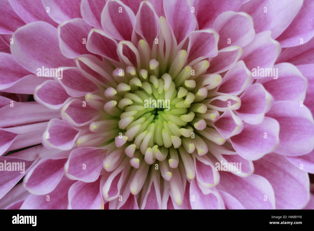 Macro Pink Chrysanthemum flower blooming Stock Photo - Alamy