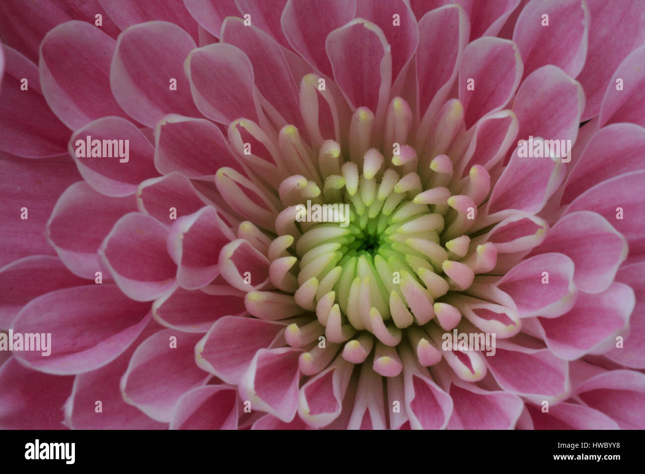 Macro Pink Chrysanthemum flower blooming Stock Photo - Alamy