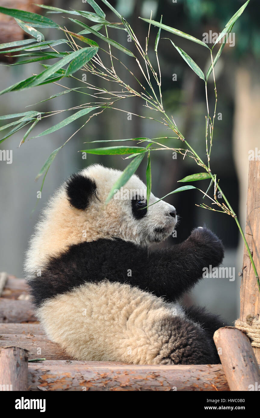 Panda Baby Stock Photo