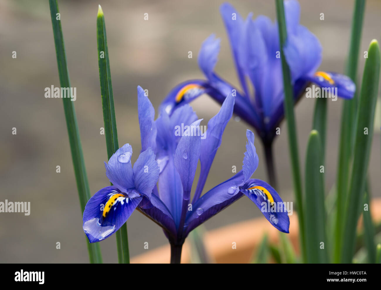 Iris reticulata 'Rhapsody' Stock Photo - Alamy