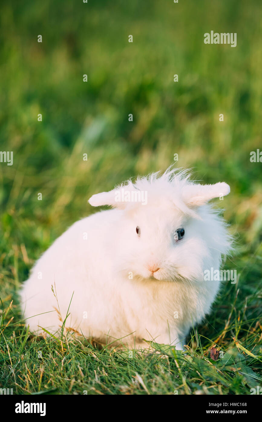 Cute Dwarf LopEared Decorative Miniature White Fluffy Rabbit Bunny