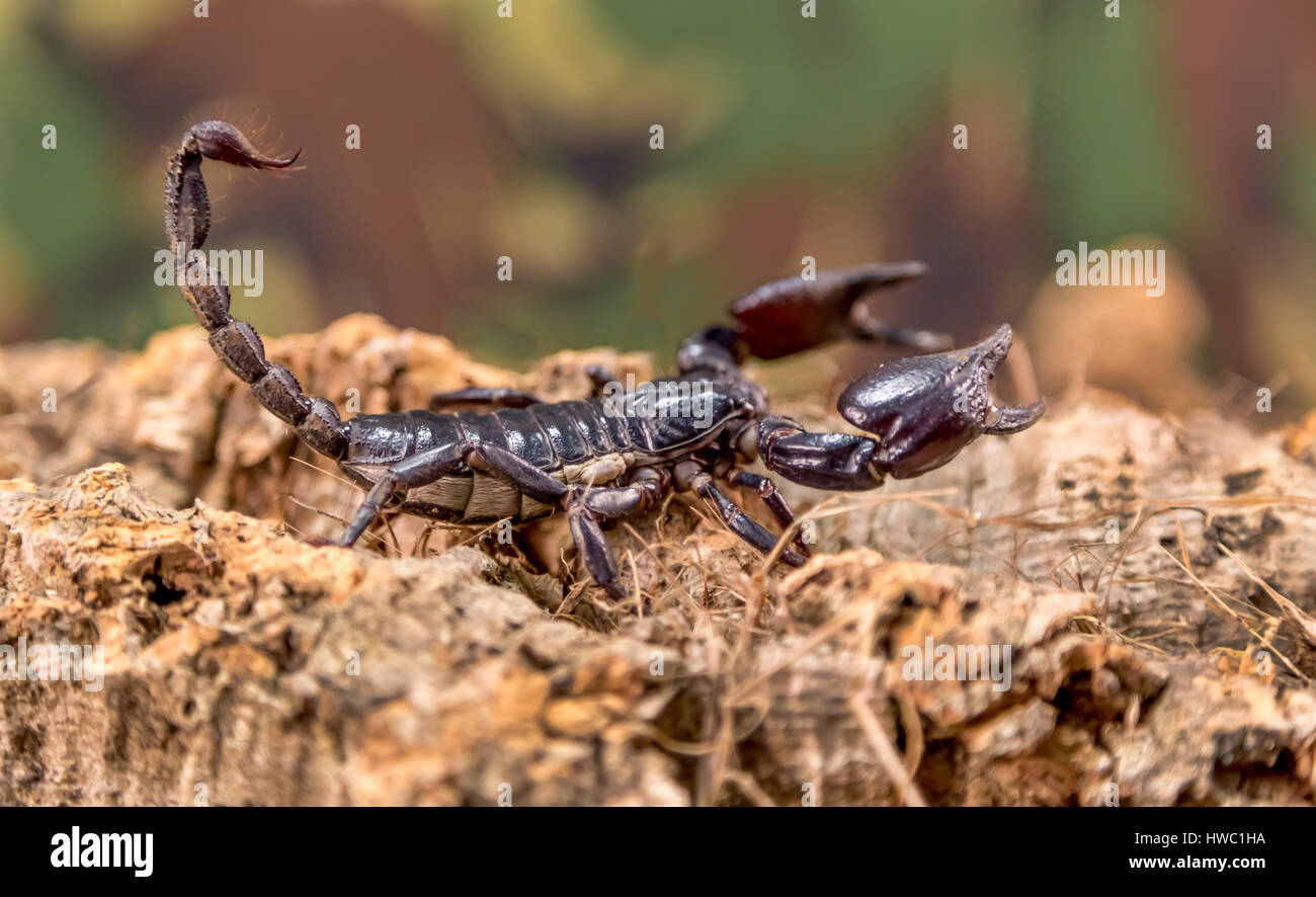 Scorpion closeup and setup indoors on natural wood chips with a blurred camouflage background Stock Photo