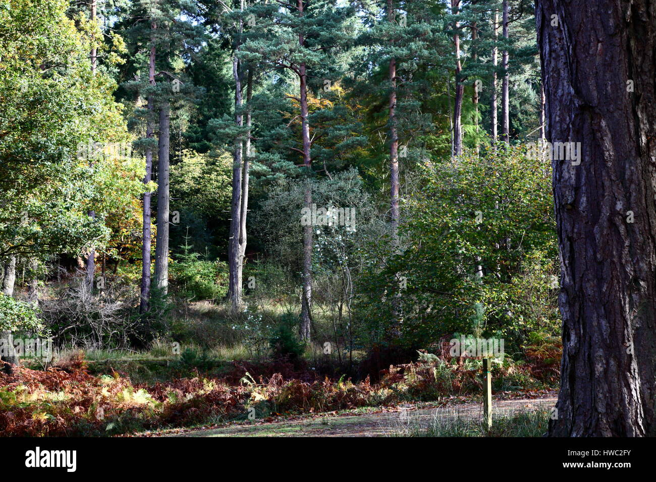 A small stream near Bolderwood in the New Forest Hampshire, taken  'contre-jour' meaning against the light Stock Photo - Alamy