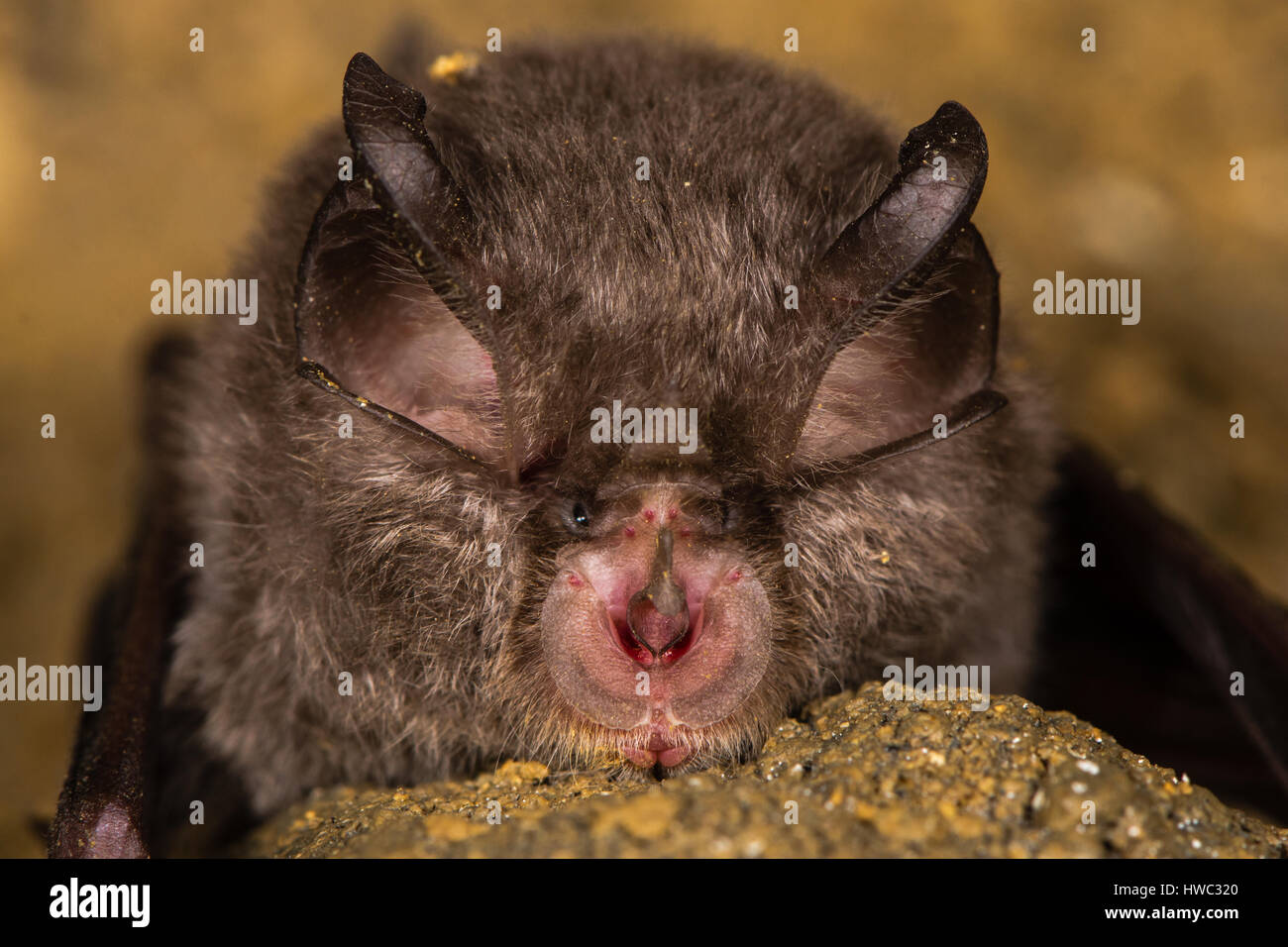 Lesser horseshoe bat (Rhinolophus hipposideros) nose and face. Specialised anatomical features involved in echolocation seen on rare bat Stock Photo