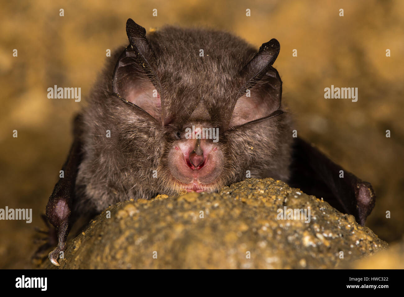 Lesser horseshoe bat (Rhinolophus hipposideros) nose and face. Specialised anatomical features involved in echolocation seen on rare bat Stock Photo