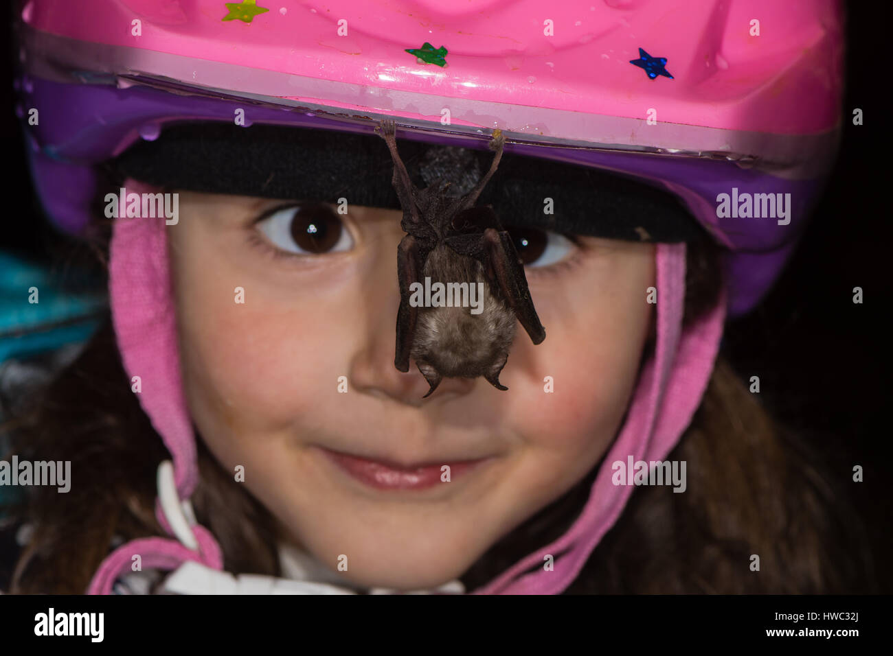 Cross-eyed child looking at bat hanging from helmet. Friendly lesser horseshoe bat resting on girls bike helmet in a cave in Somerset, UK Stock Photo
