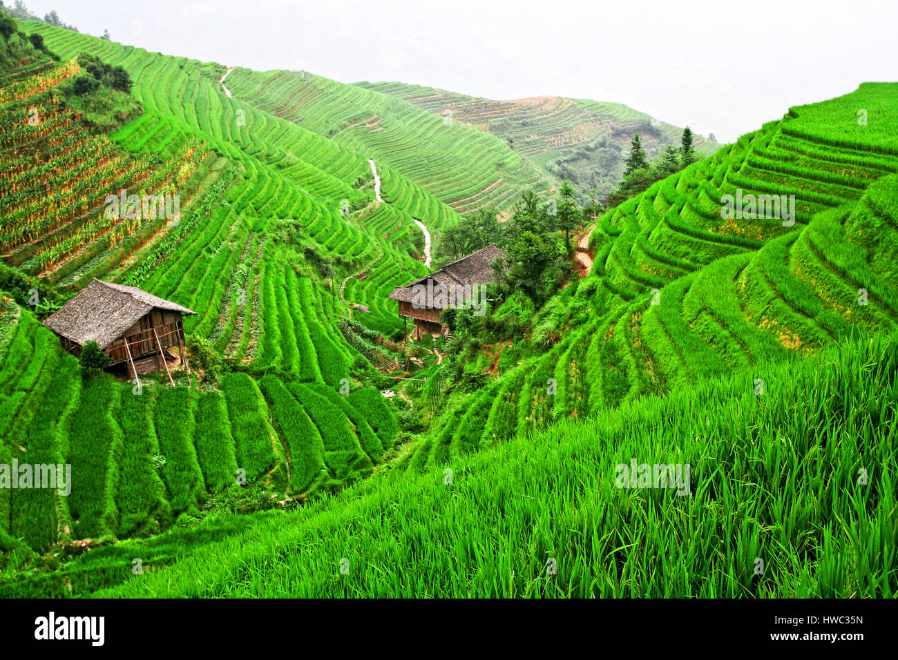 classic rice field in china Stock Photo Alamy