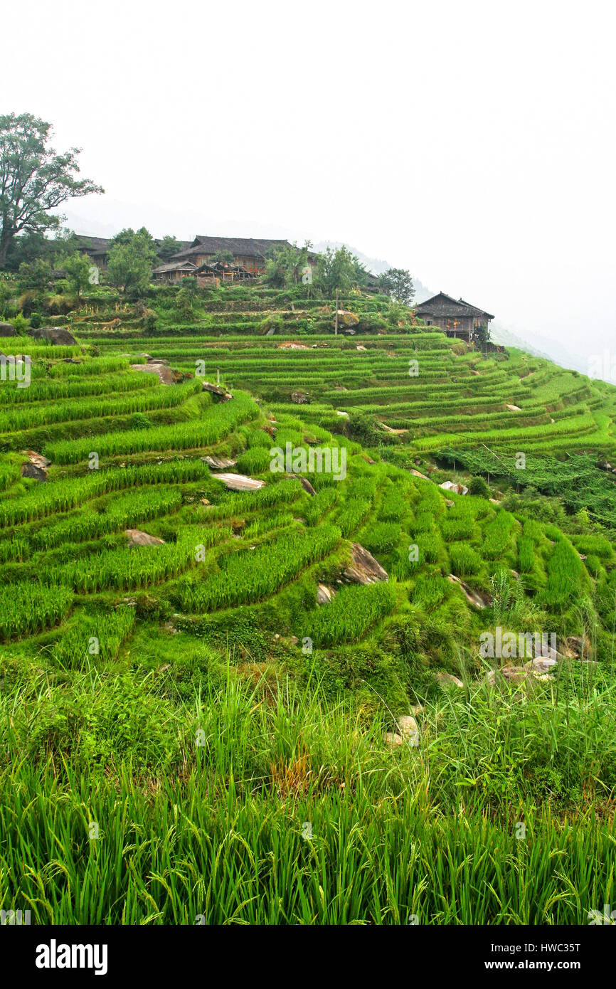 classic rice field in china Stock Photo Alamy