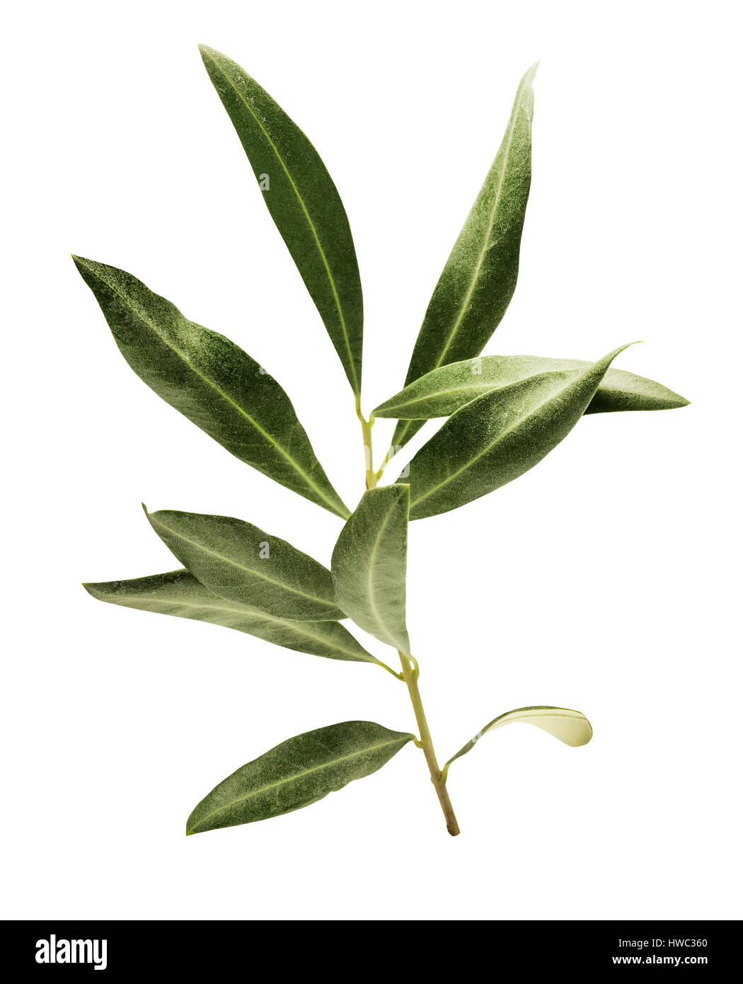 Photo of green olive branch, isolated on white Stock Photo