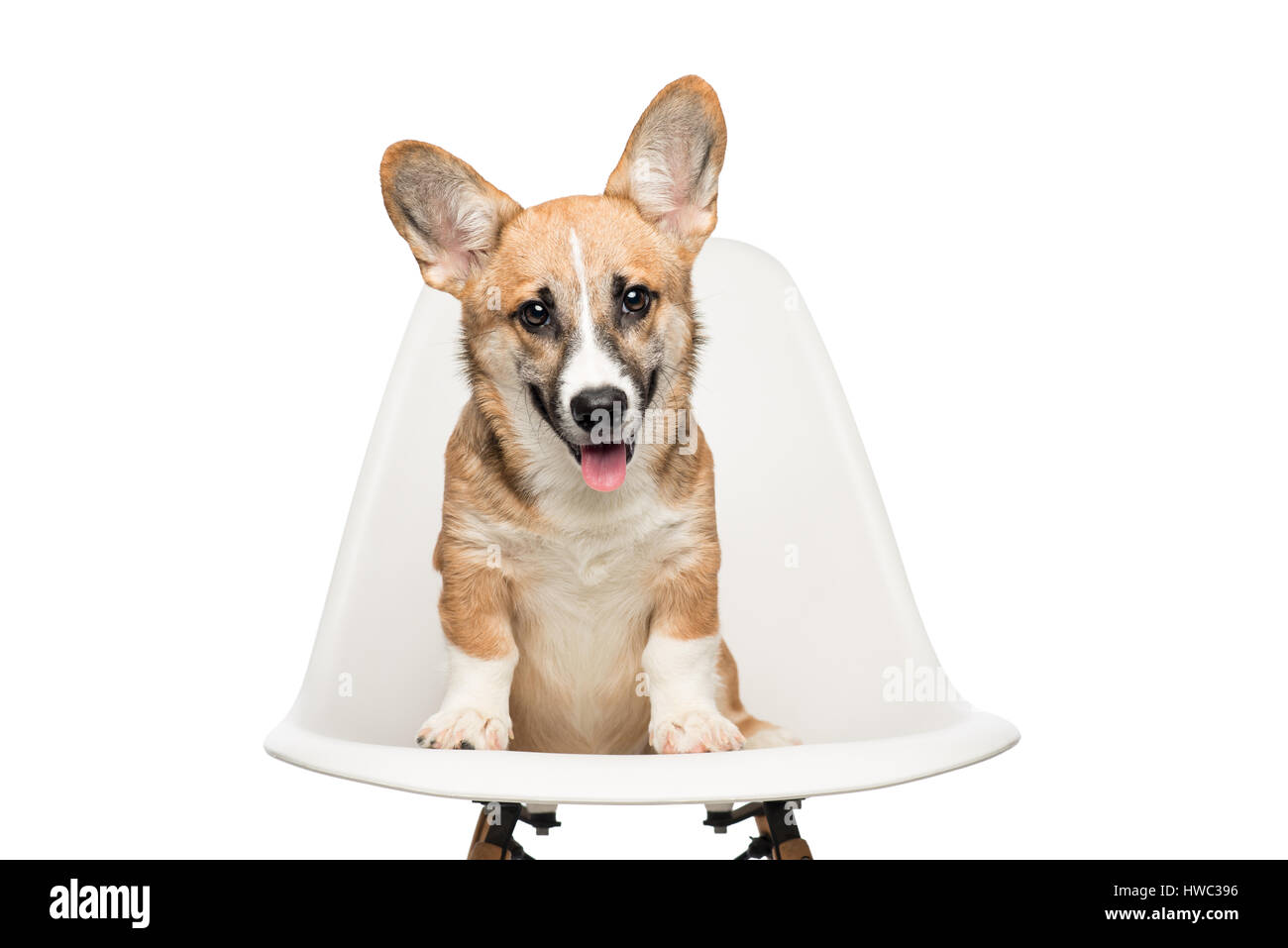 Pembroke Welsh Corgi puppy sitting on chair. looking at camera. isolated on white background Stock Photo
