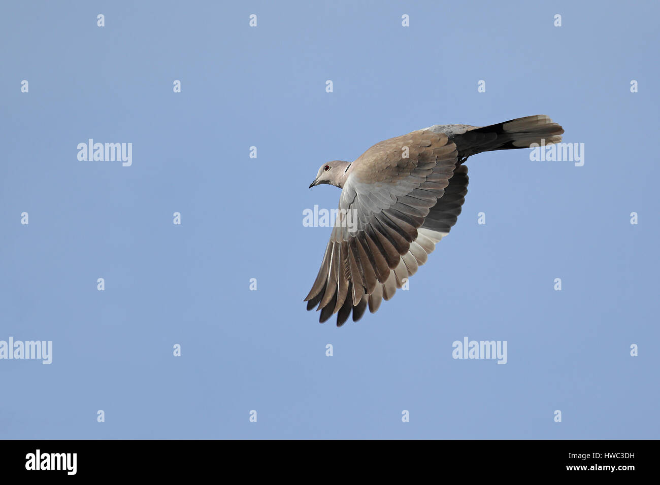 Eurasian Collared Dove, Streptopelia decaocto, in flight with open wings pointed downward against blue sky Stock Photo