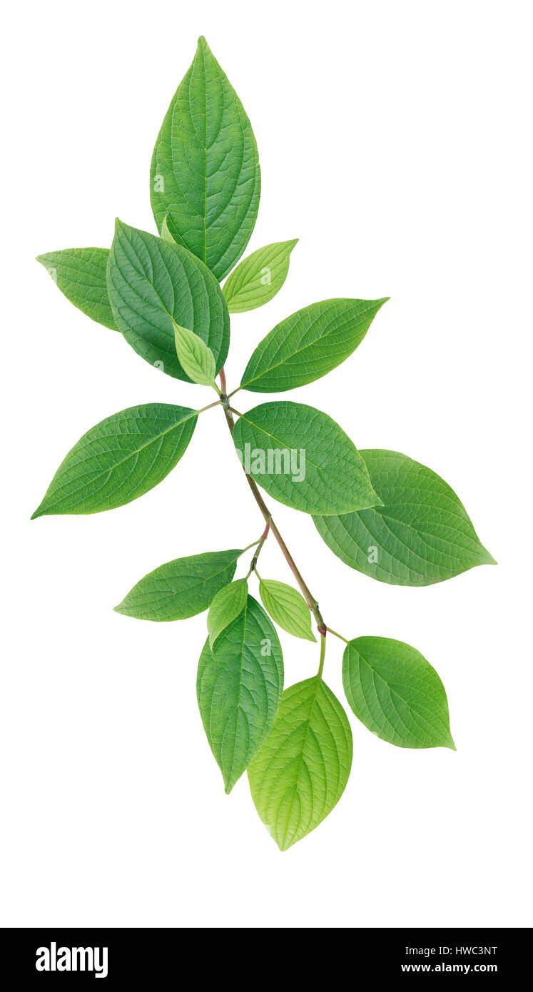 Twig with green leaves on white background Stock Photo - Alamy