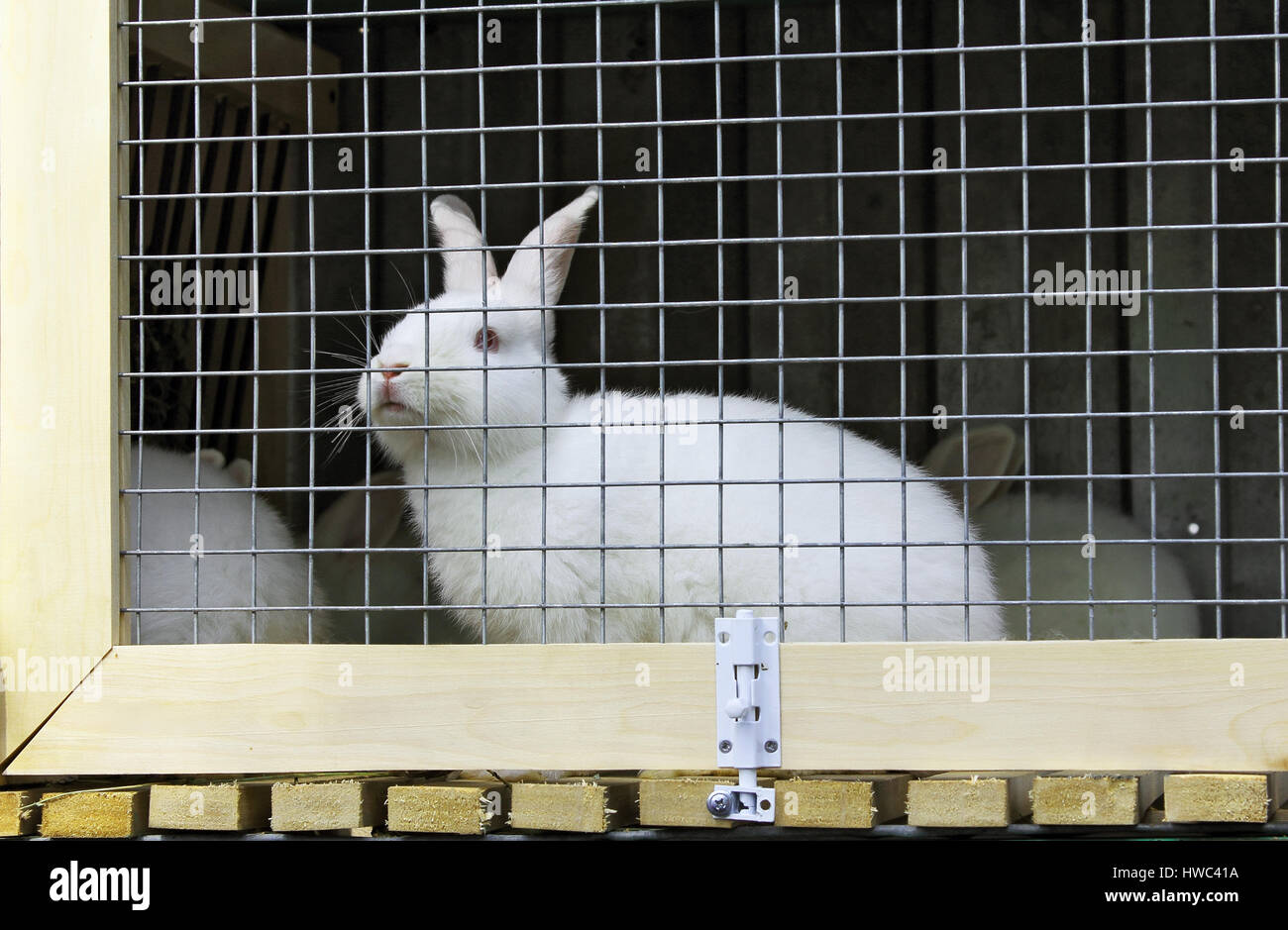 White rabbit in a cage on the farm Stock Photo Alamy