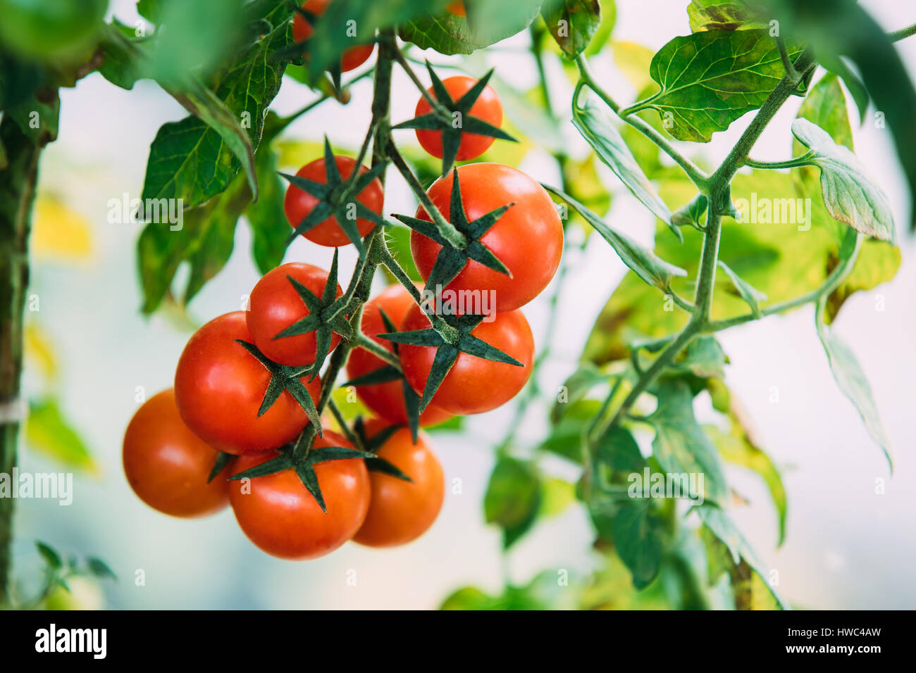 Ripe Red Growing Organic Cherry Tomatoes. Group Bunch Of Ripe Homegrown ...
